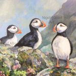 Rathlin Puffins