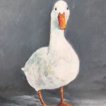 Mr Grey Duck