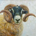 Scottish Black Face Ram