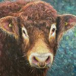 Limousin Bull