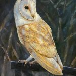 Barn Owl