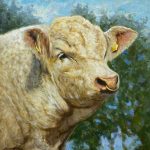 Charolais Bull