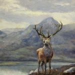 Highlander Stag
