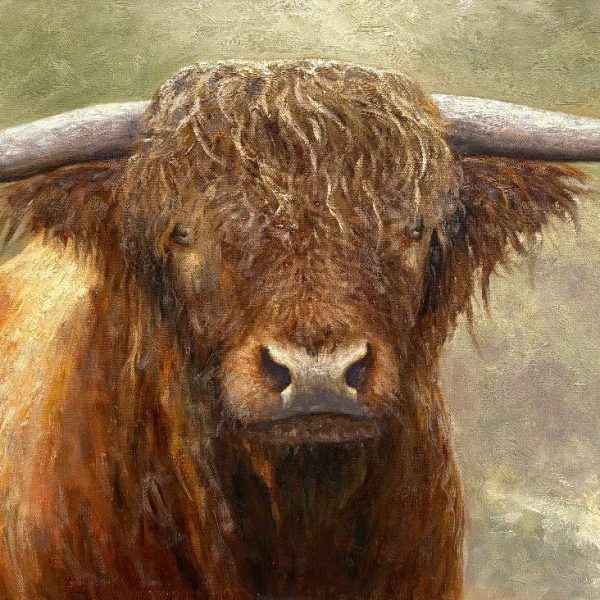 Highland Cow